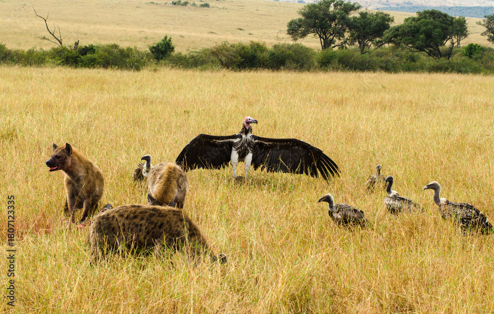 Fototapeta premium Vautour oricou, Hyène tachetée