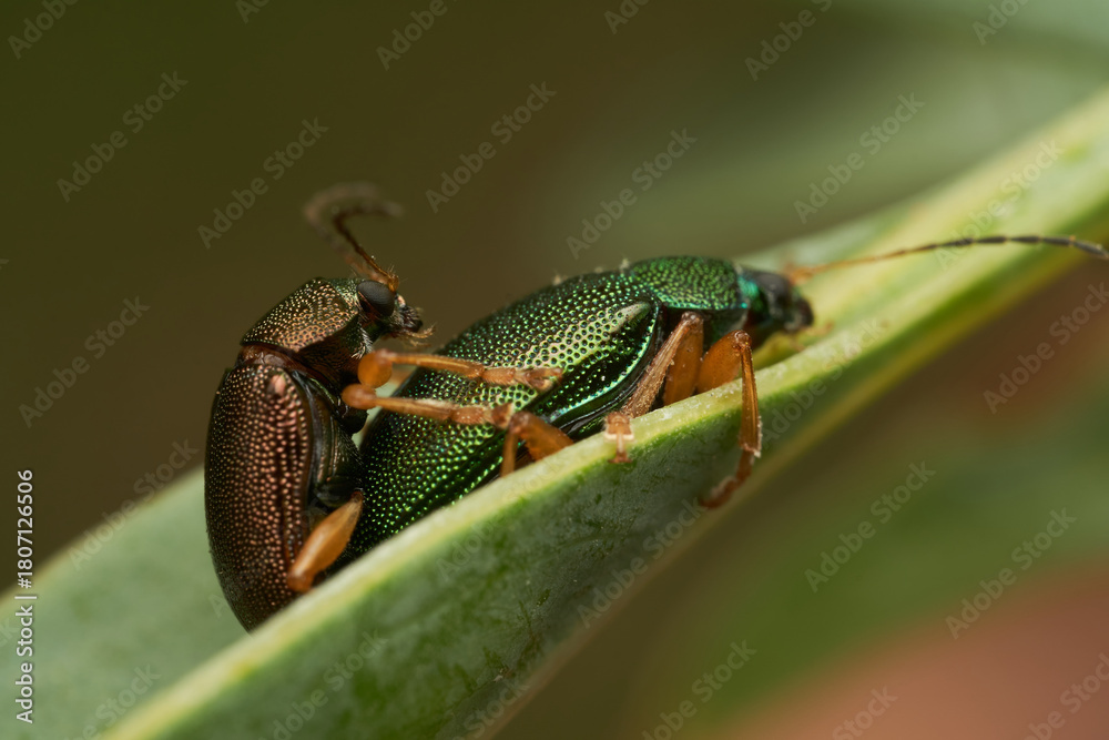 Naklejka premium Two mating insects resting on green leaf