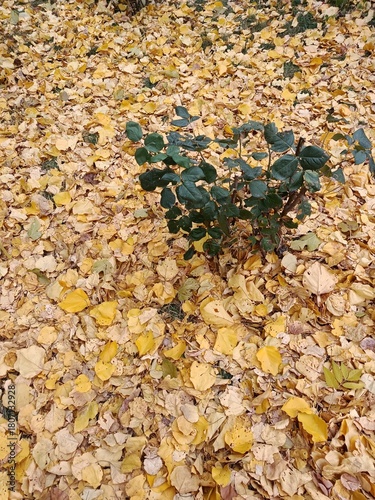 Autumn leaves in the park