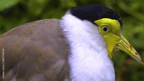 Close up of a a masked lapwing bird standing around and watching on a cloudy spring day