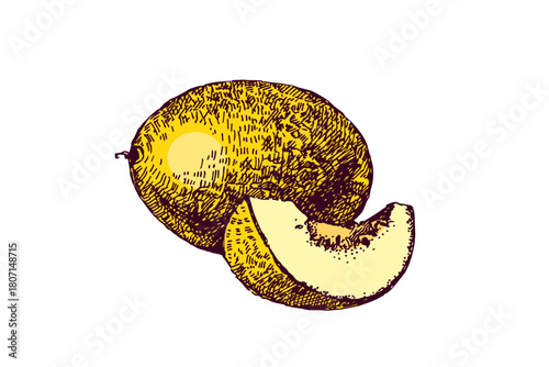 Sketch melon fruit whole with cut half. Superfood nutrition, packaging design, menu, farm market concept. Hand drawn engraving vector isolated illustration.