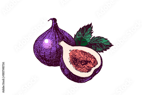Sketch fig fruit whole with cut half. Superfood nutrition, packaging design, menu, farm market concept. Hand drawn engraving vector isolated illustration.