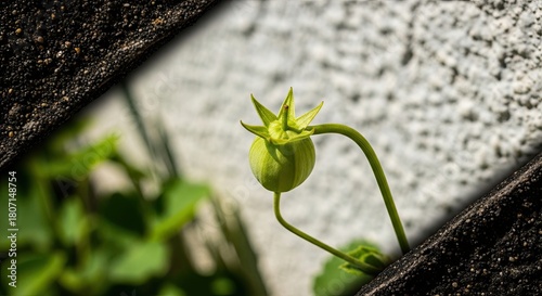 A delicate green unopened flower bud with a star-shaped calyx grows resiliently between rough, dark surfaces, with a soft-focus background highlighting new life and nature