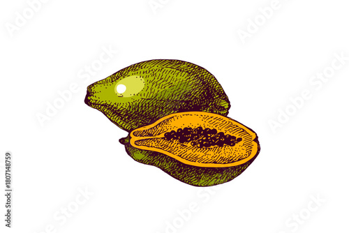 Sketch papaya fruit whole with cut half. Superfood nutrition, packaging design, menu, farm market concept. Hand drawn engraving vector isolated illustration.