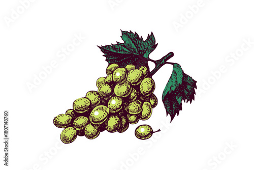 Sketch grape fruits. Superfood nutrition, packaging design, menu, farm market concept. Hand drawn engraving vector isolated illustration.