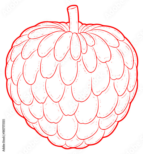 A red and white line drawing of a custard apple, black, draw, drawing, halloween pumpkin, illustration, pumpkin, against transparent background