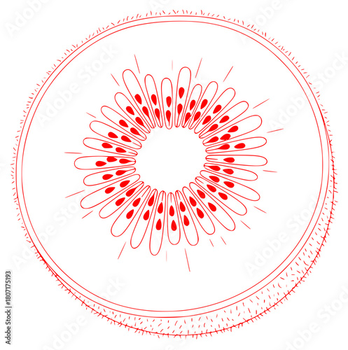 A circular illustration of a kiwi fruit cut in half, with a , circle, green, illustration, kiwi, line, slice, against transparent background
