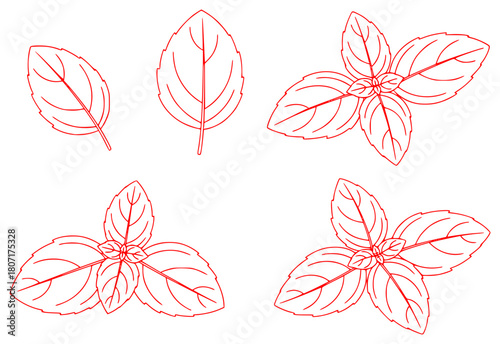 A set of four outline illustrations of leaves of different shapes and sizes, basil, draw, herb, illustration, mint, outline, plant, sketch, against transparent background