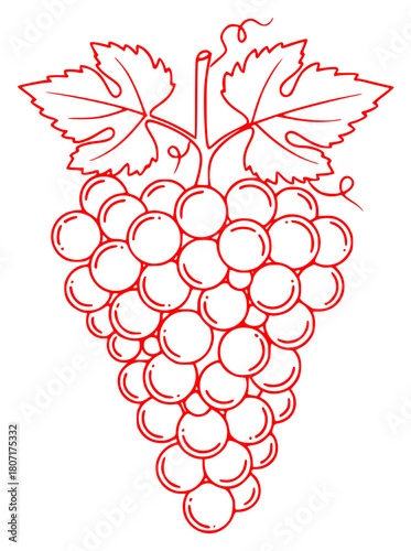 Obraz na plátně A red and white line drawing of a bunch of grapes with leaves, black, draw, draw