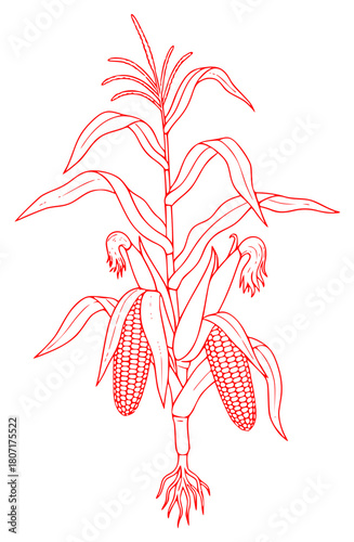 A red and white line drawing of an ear of corn plant, black, cob, corn, draw, drawing, ear, flower, illustration, lily, plant, stem, white, against transparent background