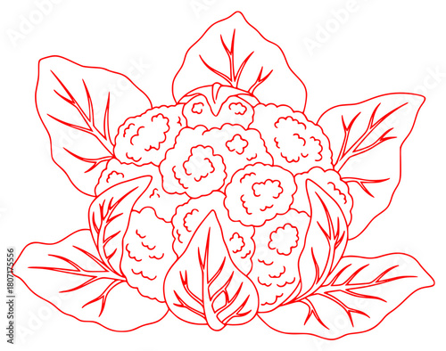 A red and white line drawing of a cauliflower with leaves, black, bouquet, cauliflower, draw, flower, illustration, outline, plant, white, against transparent background
