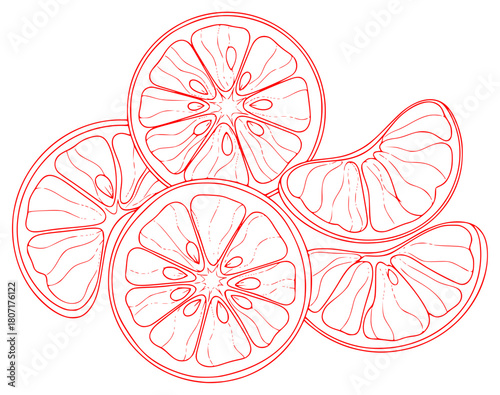 A line drawing of four slices of lemon on a , citrus fruit, cut, draw, grapefruit, half, illustration, lemon, lime, orange, outline, slice, tangerine, against transparent background