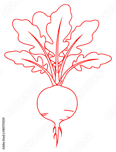 A simple illustration of a radish with leaves, beet, daikon, draw, drawing, illustration, red, stem, turnip, vegetable, against transparent background
