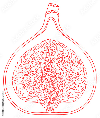 A black and white line drawing of a fig in a flask, black, draw, drawing, fig, illustration, mandala, slice, against transparent background