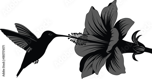 Hummingbird feeding on a hibiscus flower illustration vector art