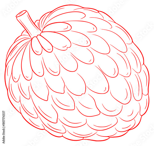 A black and white line drawing of a custard apple fruit, coloring book, draw, drawing, fruit, illustration, outline, squash, against transparent background