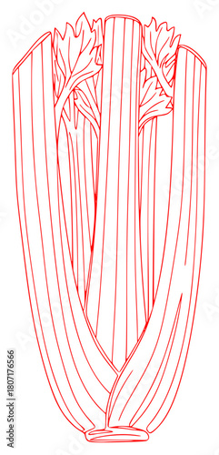 A line drawing of a leafy vegetable, specifically a lettuce leaf, celery, drawing, illustration, mouth organ, parsley, shield, stem, strip, against transparent background