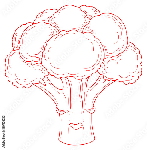 A black and white outline drawing of a broccoli, broccoli, cauliflower, draw, illustration, against transparent background