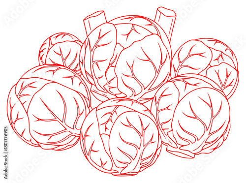 A black and white line drawing of a bunch of cabbage leaves, basil, cabbage, draw, food, illustration, lettuce, spinach, vegetable, against transparent background