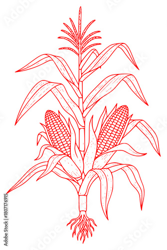 A black and white illustration of an ear of corn with leaves and roots, black, cob, corn, draw, drawing, ear, illustration, plant, sketch, stem, against transparent background