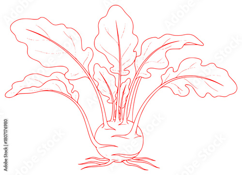 A drawing of a turnip with leaves and roots, beet, daikon, draw, drawing, green, illustration, stem, turnip, vegetable, against transparent background