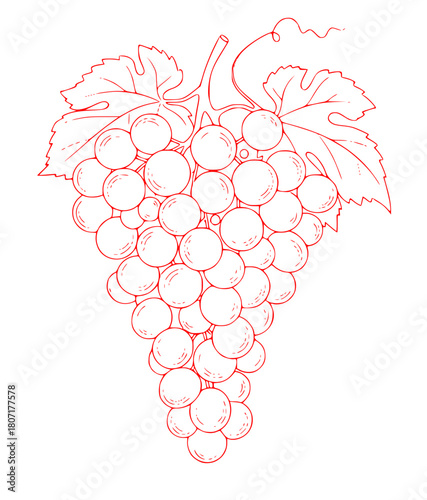 Obraz na plátně A line drawing of a bunch of grapes with leaves, black, draw, drawing, grape, il
