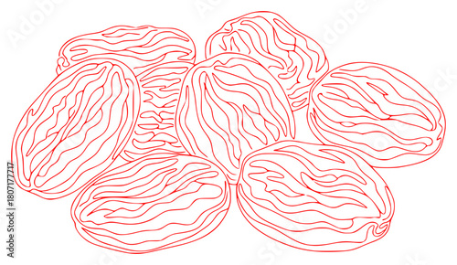 A black and white line drawing of six walnuts arranged in a symmetrical pattern, almond, black, draw, fruit, illustration, line, nut, pistachio, against transparent background