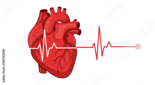 Illustration of a red human heart with a white and red electrocardiogram pulse line.