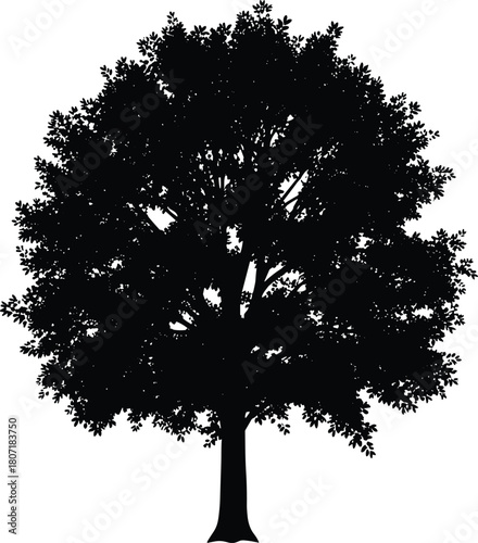 Deciduous Broad-Leaved Tree Silhouette, Black Vector Illustration of Mature Oak or Maple Tree, Nature, Environment, Forest, and Large Single Tree Graphic Design Element