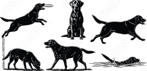 Black Labrador Retriever Dog Silhouette Set: Various Action Poses, Sitting, Walking, Running, Swimming, and Playing with Frisbee Vector Graphics
