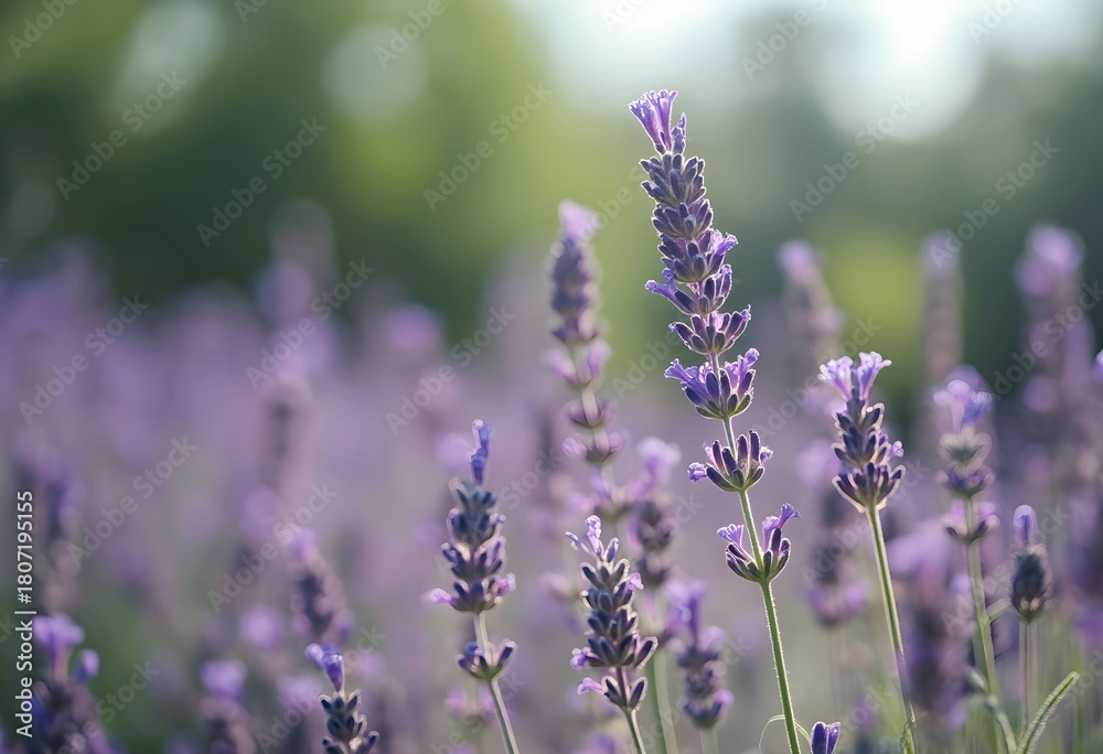 Obraz premium Delicate Purple Lavender Flowers Blossoming in a Summer Garden