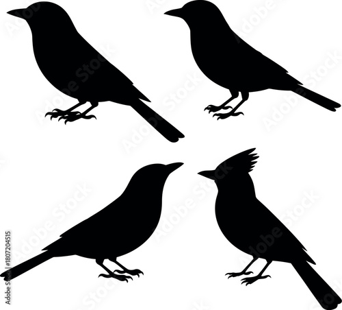 Four black bird silhouettes avian nature
