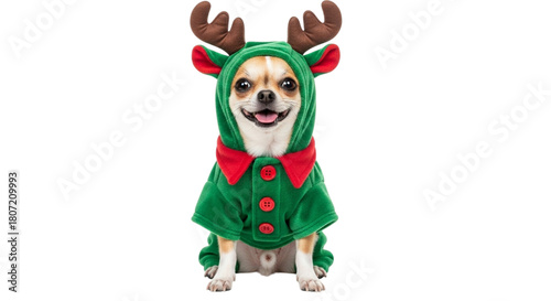 Cute chihuahua dog wearing a green reindeer costume with antlers