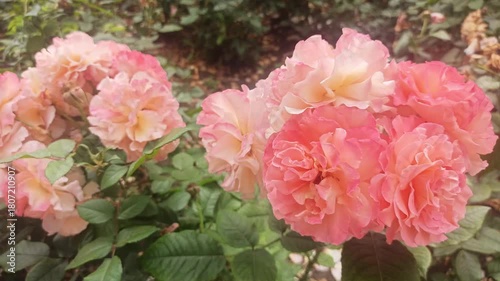 stunning aromatic soft pink-apricot roses flowers blossoming in garden. close up