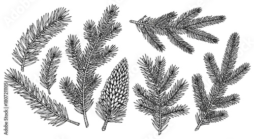 A detailed black and white illustration of various pine branches and a pine cone, presented in a vintage botanical drawing style.