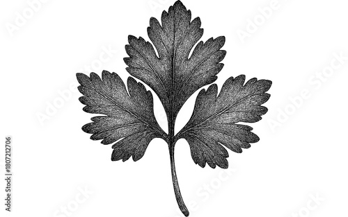 Detailed black ink drawing of parsley leaf on white background