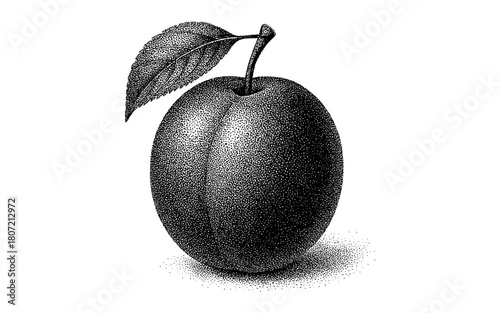 Detail-rich stippled plum artwork with leaf on stem in black and white