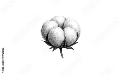 Vintage detailed botanical cotton boll sketch with intricate shading