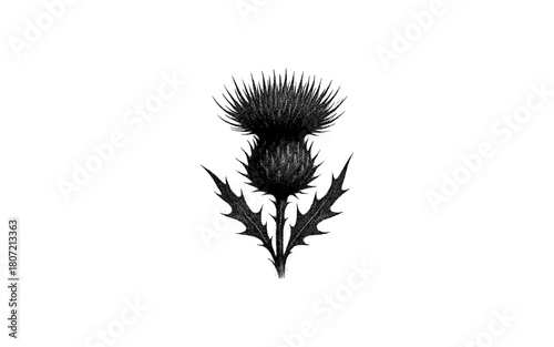 Detailed black and white thistle sketch in ink style