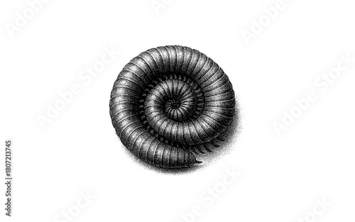 Detailed engraving of a coiled millipede on white background