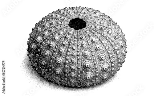 Detailed pen and ink drawing of intricate sea urchin shell