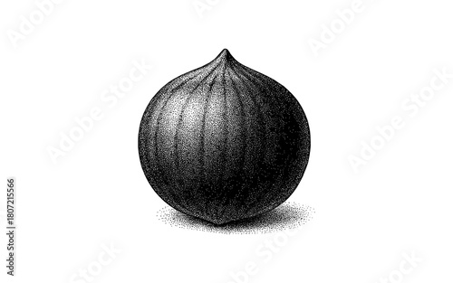 Detailed half tone onion illustration with vintage style shading