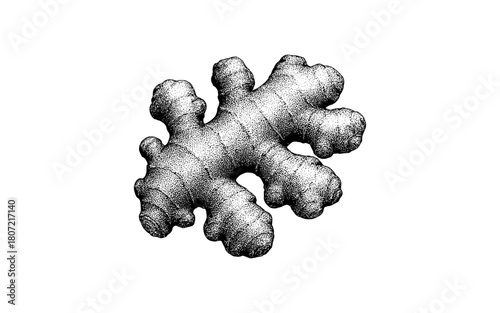 Hand drawn ginger root: detailed monochrome botanical art of aromatic spice