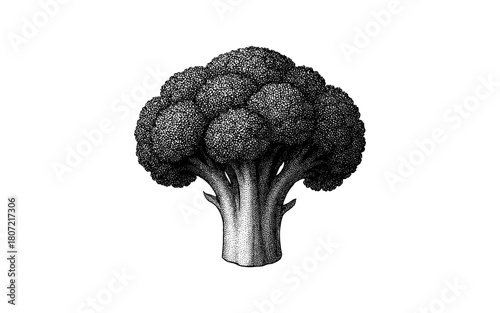 Vintage stippling broccoli art with intricate details for culinary designs