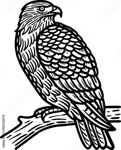 Eagle perched on branch, detailed black and white line art bird illustration showing feathers and sharp beak