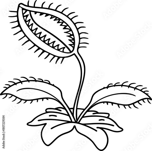 Venus flytrap carnivorous plant drawing botanical black and white outline, unique insect eating flora illustration