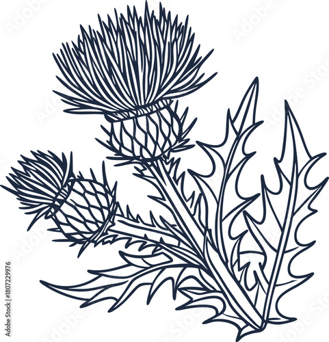 Thistle botanical illustration detailed spiky flower and leaves hand drawn floral nature outline design