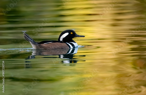 A male hooded merganser duck looking pretty and floating peacefully in nicely lit pond