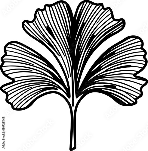 Detailed ginkgo leaf illustration botanical black and white drawing with distinct fan shaped structure and linear veins
