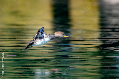 A female hooded merganser duck in flight over a pond in nice light